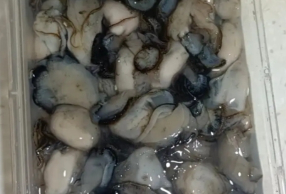 港人經內地網購平台買生蠔等來港 高溫下有食安風險