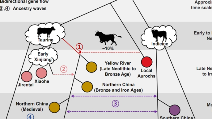 中韓科學家揭示東亞地區家牛演化史