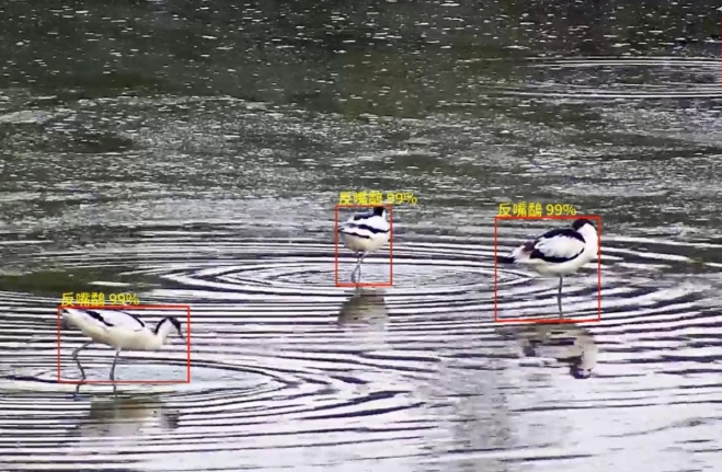 候鳥遷徙季　香港引AI鳥類偵測系統準確度達9成