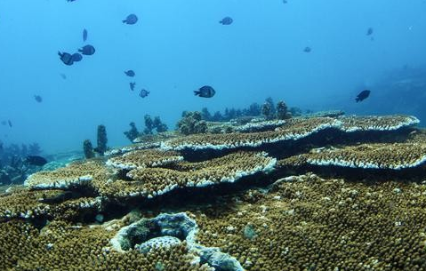 第18個世界海洋日 中國發布海洋生態預警監測公報