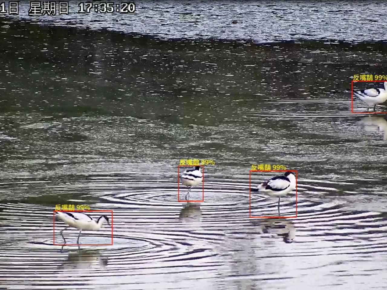 環保署利用人工智能辨認鳥類物種。（環保署提供）